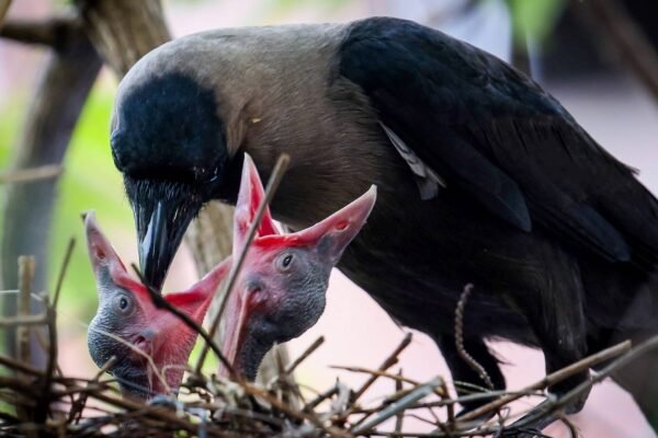 Aves que investem mais nos ovos envelhecem mais rápido, mostra pesquisa (Imagem: Getty Images via Canva)