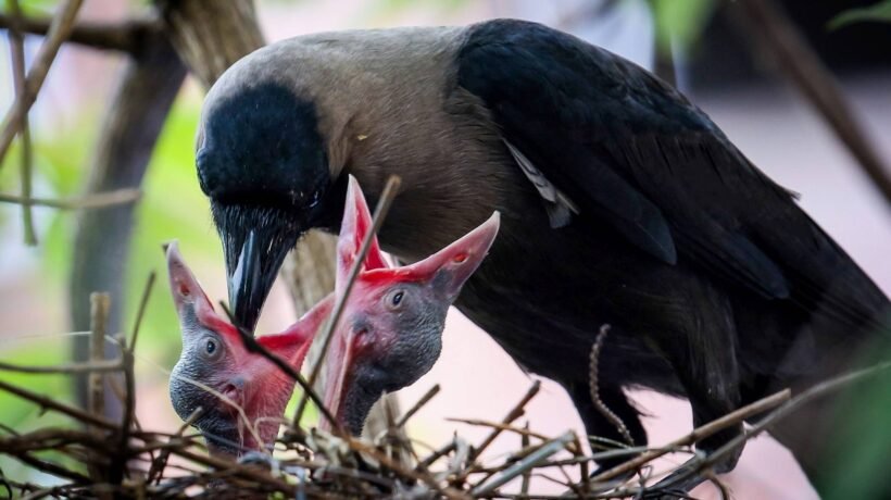 Aves que investem mais nos ovos envelhecem mais rápido, mostra pesquisa (Imagem: Getty Images via Canva)