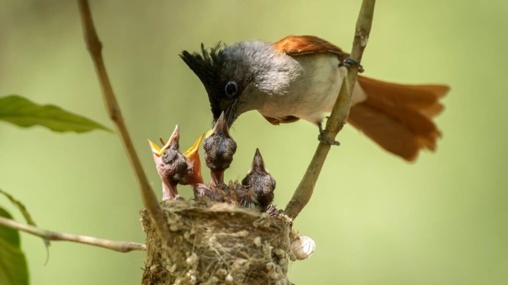 Maior esforço reprodutivo reduz a expectativa de vida em codornas (Imagem: Getty Images via Canva)
