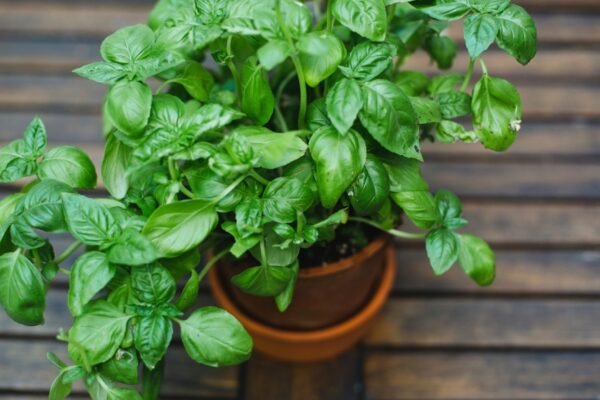 Poeira atmosférica pode nutrir plantas diretamente pelas folhas, revela estudo (Imagem: Getty Images via Canva)