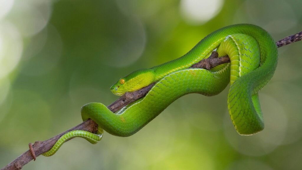 Cobra misteriosa em Myanmar parece várias espécies ao mesmo tempo (Imagem: Getty Images via Canva)
