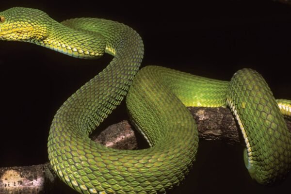 Nova víbora descoberta desafia cientistas e confunde a classificação das espécies (Imagem: Wolfgang Wüster, CC BY-SA 4.0)