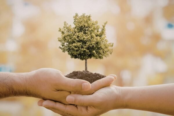 Sustentabilidade ambiental começa com pequenas escolhas feitas todos os dias (Imagem: Olivia Grigorita's Images via Canva)