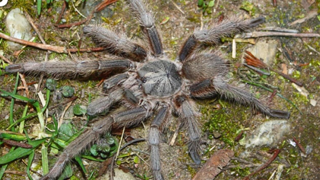 “Monocentropus” lambertoni (Imagem: Frank Schneider)