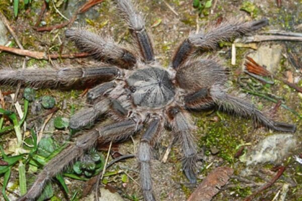 “Monocentropus” lambertoni (Imagem: Frank Schneider)