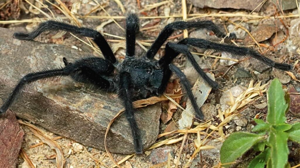 Satyrex ferox sp (Imagem: Bobby Bok)