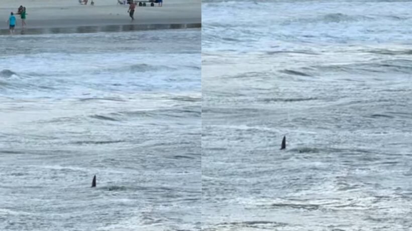 Tubarão aparece perto de banhistas e chama atenção em praia do litoral paulista (Imagem: Marcelo Tadeu/ @Inhosurff/ Instagram)