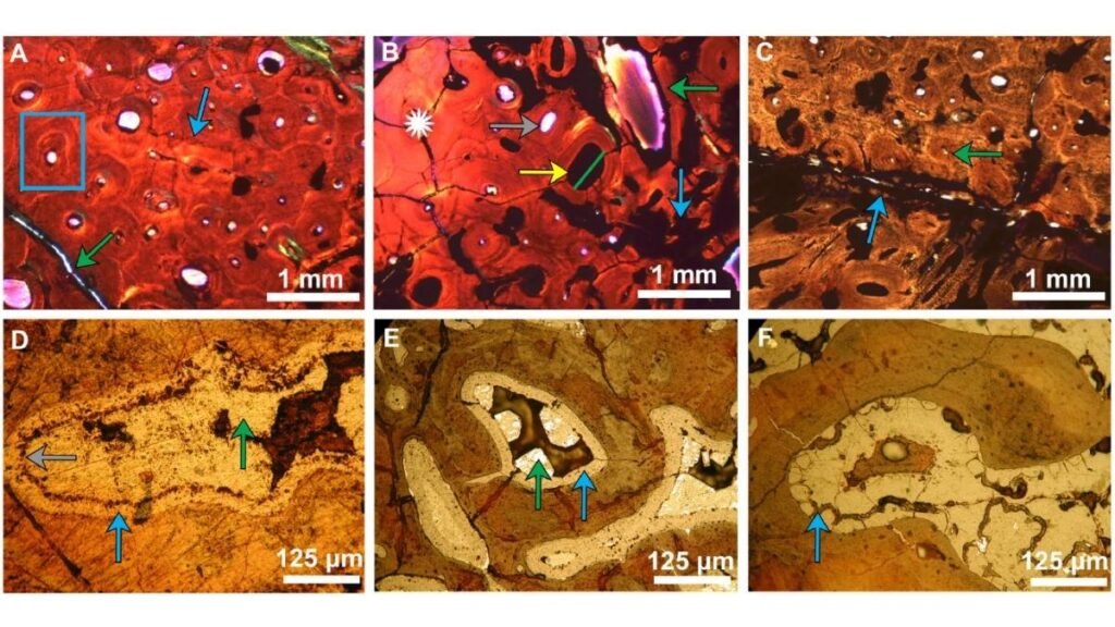 Análise revela vasos fossilizados e sinais de cicatrização em costela patológica de T. rex (Imagem: Mitchell, JL, Barbi, M., McKellar, RC et al. Sci Rep (2025))

