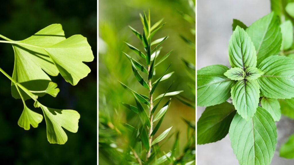 Ginkgo, Alecrim e manjericão atuam no cérebro. (Fotos via Canva)