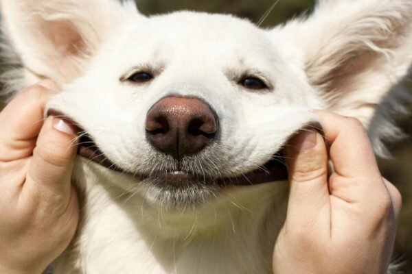 Nutrição certa melhora saúde e comportamento dos pets. (Foto: Pexels via Canva)