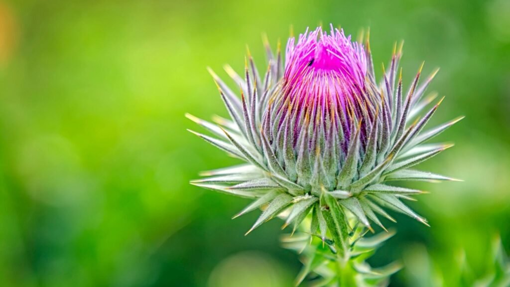 Silimarina pode ajudar a proteger o fígado. (Foto: Edvalphotos via Canva)