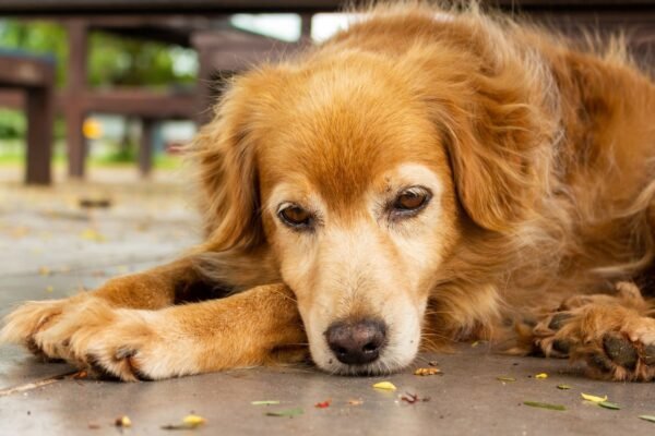 Seu pet está te comunicando algo: saiba interpretar 6 sinais importantes. (Foto: Getty Images via Canva)