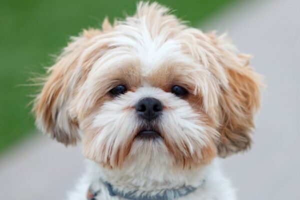 Primeiros meses definem saúde do cachorro adulto. (Foto: Jose Manuel Gelpi via Canva)