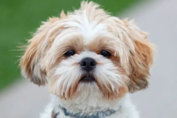 Primeiros meses definem saúde do cachorro adulto. (Foto: Jose Manuel Gelpi via Canva)