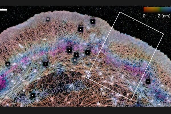 Actina em 3D revela “barreiras” e fluxos dentro da célula. (Imagem adaptada: Catherine G. Galbraith via Nature Communications)