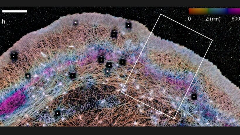 Actina em 3D revela “barreiras” e fluxos dentro da célula. (Imagem adaptada: Catherine G. Galbraith via Nature Communications)