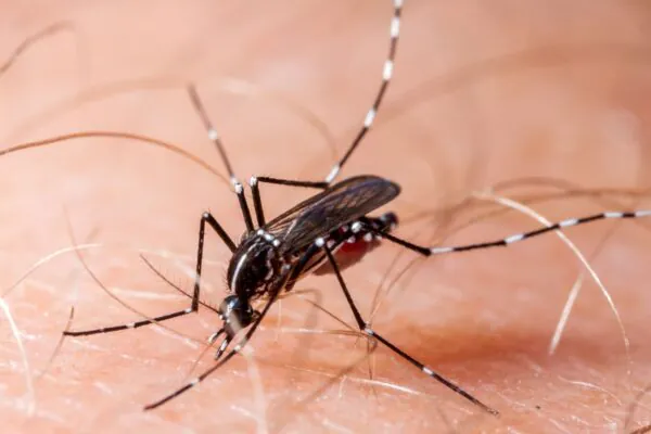 Epidemia de chikungunya pressiona hospitais em Dourados. (Foto: Getty Images via Canva)