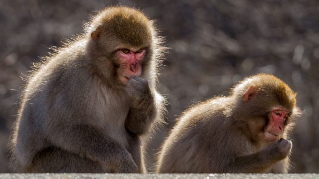 Morte de macacos pode indicar presença do vírus na região. (Foto: Getty Images via Canva)