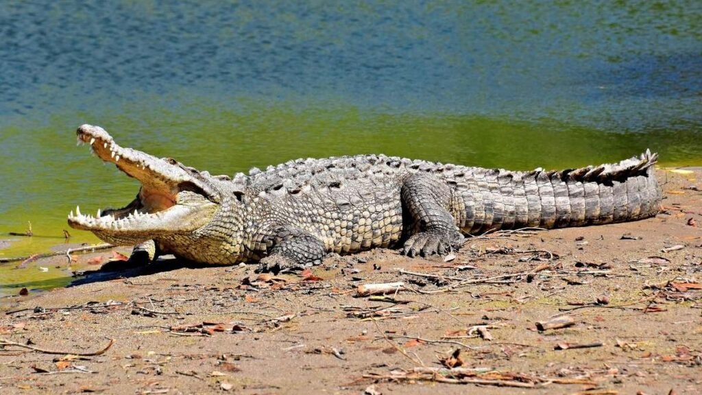 Calor, incêndios e secas colocam espécies terrestres em risco crescente (Imagem: Pexels via Canva)

