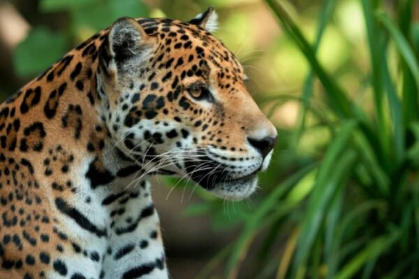 Eventos climáticos extremos podem ameaçar um terço dos habitats terrestres até 2085 (Imagem: Vicentia Olariu's Images via Canva)