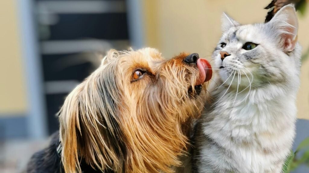 Sedentarismo pode afetar corpo e comportamento do pet. (Foto: Pexels via Canva)