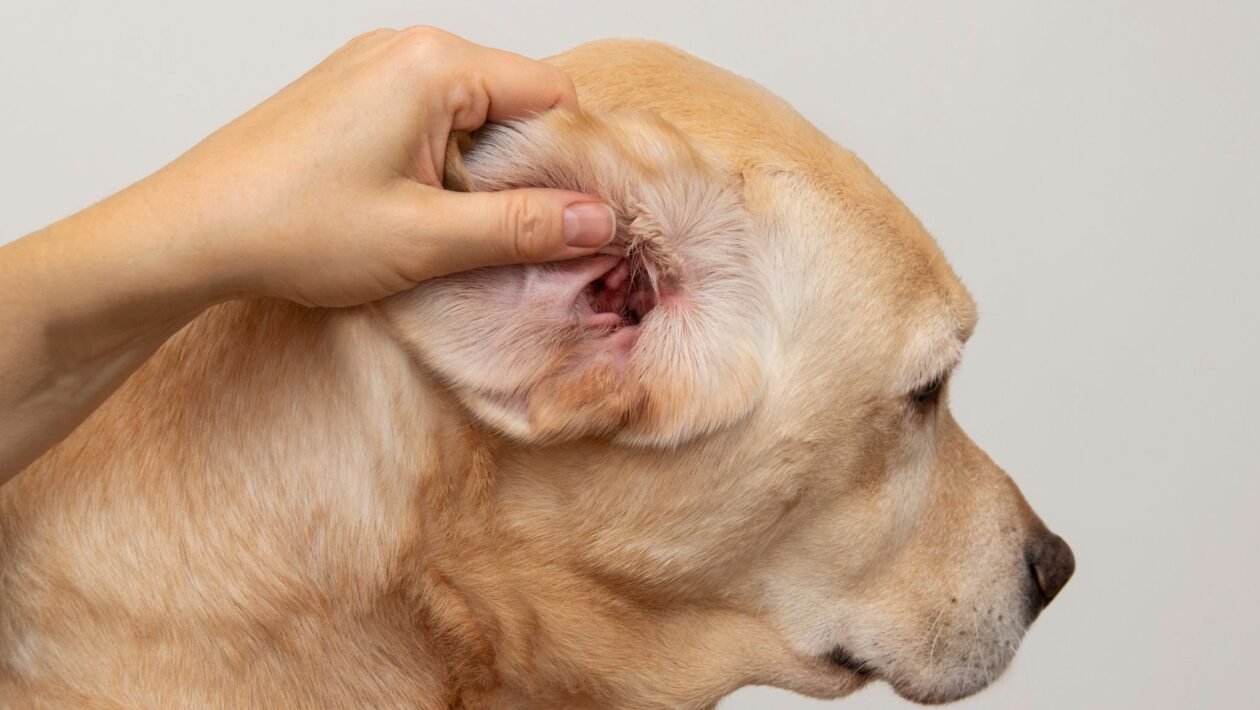 Fungos resistentes dificultam tratar otite em cães. (Foto: Getty Images via Canva)