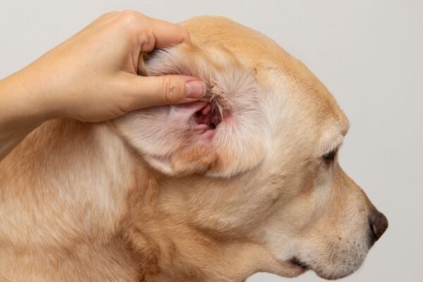 Fungos resistentes dificultam tratar otite em cães. (Foto: Getty Images via Canva)