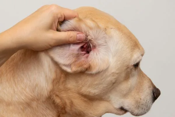 Fungos resistentes dificultam tratar otite em cães. (Foto: Getty Images via Canva)