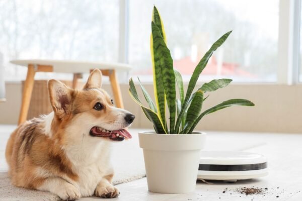Plantas comuns podem intoxicar cães e gatos. (Foto: Pixelshot via Canva)
