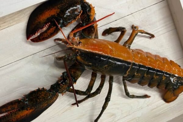 Uma em 50 milhões: lagosta bicolor impressiona pela raridade genética (Imagem: Wellfleet Shellfish Company/ Divulgação)