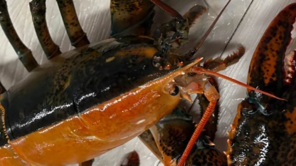 Natureza surpreende com lagosta dividida perfeitamente entre duas cores (Imagem: Wellfleet Shellfish Company/ Divulgação)
