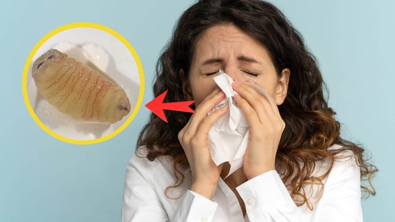 Parasita de ovelhas infectou mulher na Grécia. (Foto: Dimaberlinphotos via Canva e Ilias P. Kioulos et al.)