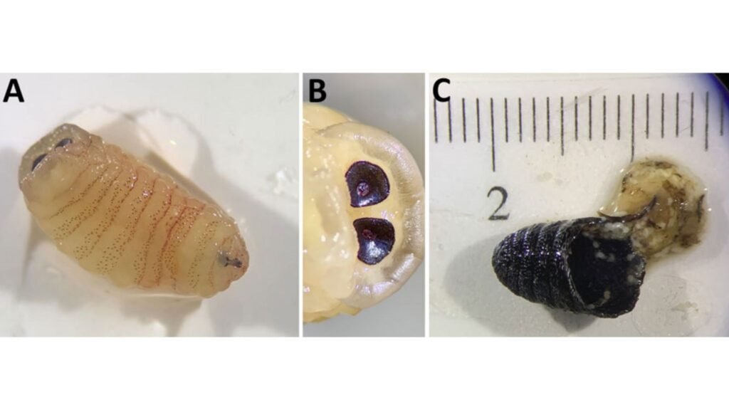Imagem em close das larvas da mosca-varejeira-da-ovelha (Oestrus ovis). (Imagem: Ilias P. Kioulos et al.)