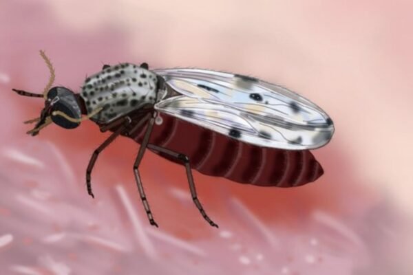 Representação detalhada do inseto Culicoides paraensis, o Maruim (Imagem: Ademildo Mendes/SVSA)