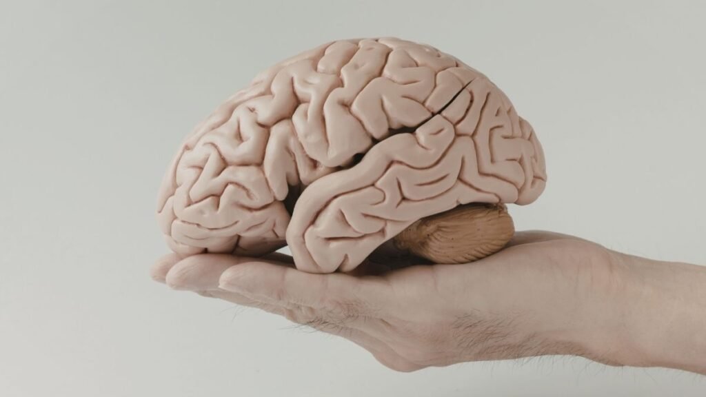 EPA interfere no reparo após trauma cerebral. (Foto: Narcisa Olteanu's Images via Canva)