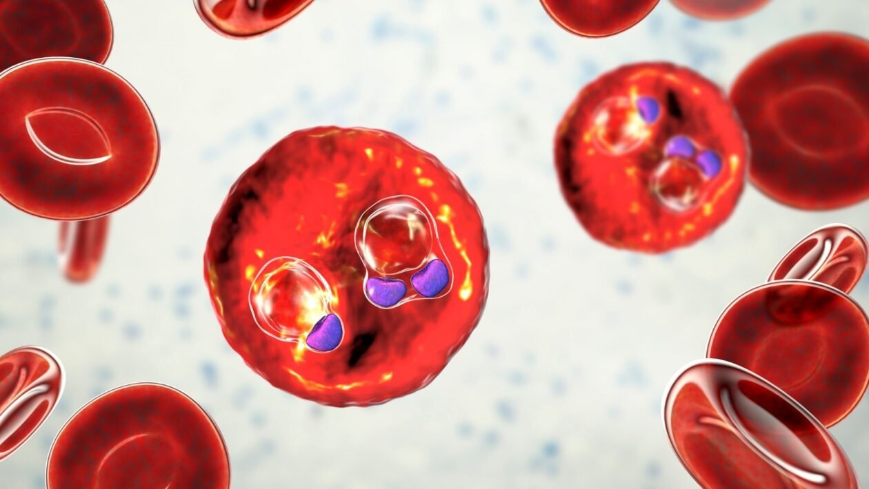 Protozoário da malária em fase jovem com formato de anel. (Foto: Sciencephoto via Canva)