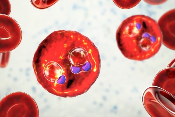 Protozoário da malária em fase jovem com formato de anel. (Foto: Sciencephoto via Canva)