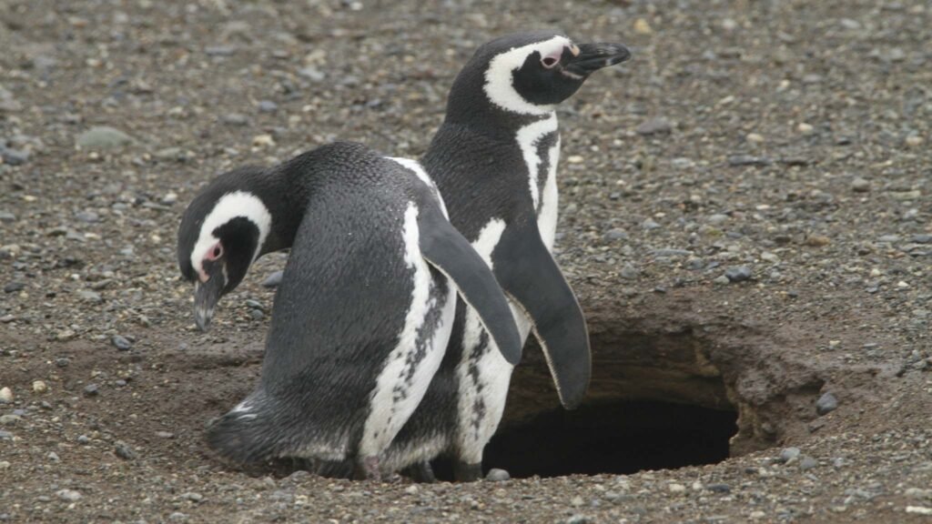 Poluentes persistentes são detectados em pinguins na isolada Patagônia (Imagem: DreamArtist via Canva)