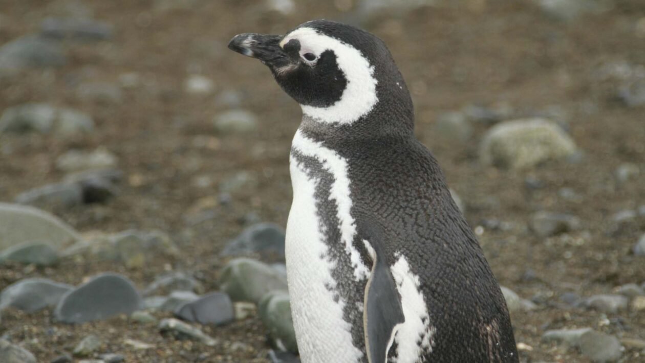 Pinguins revelam presença de químicos perigosos até em regiões remotas (Imagem: DreamArtist via Canva)