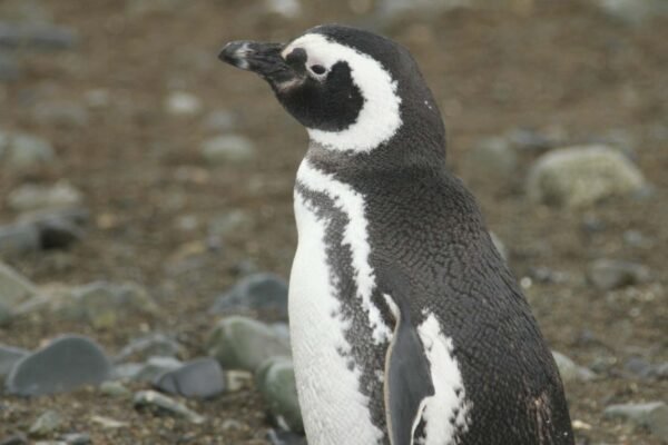 Pinguins revelam presença de químicos perigosos até em regiões remotas (Imagem: DreamArtist via Canva)