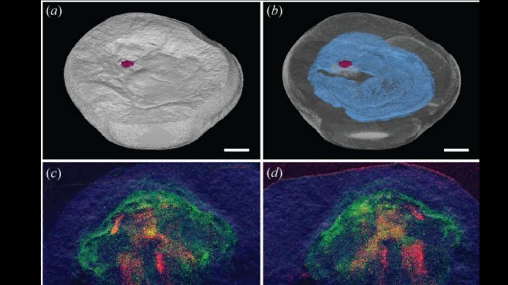 Reconstruções e análises revelam estruturas bucais e composição química do fóssil por microimagem avançada (Imagem: Clements T et al. 2026/ Proc. R. Soc. B 293 : 20252369/ CC BY-SA 4.0)
