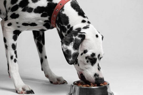 Dieta sem grãos pode ter riscos e benefícios. (Foto: Getty Images via Canva)