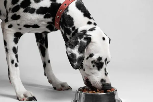Dieta sem grãos pode ter riscos e benefícios. (Foto: Getty Images via Canva)
