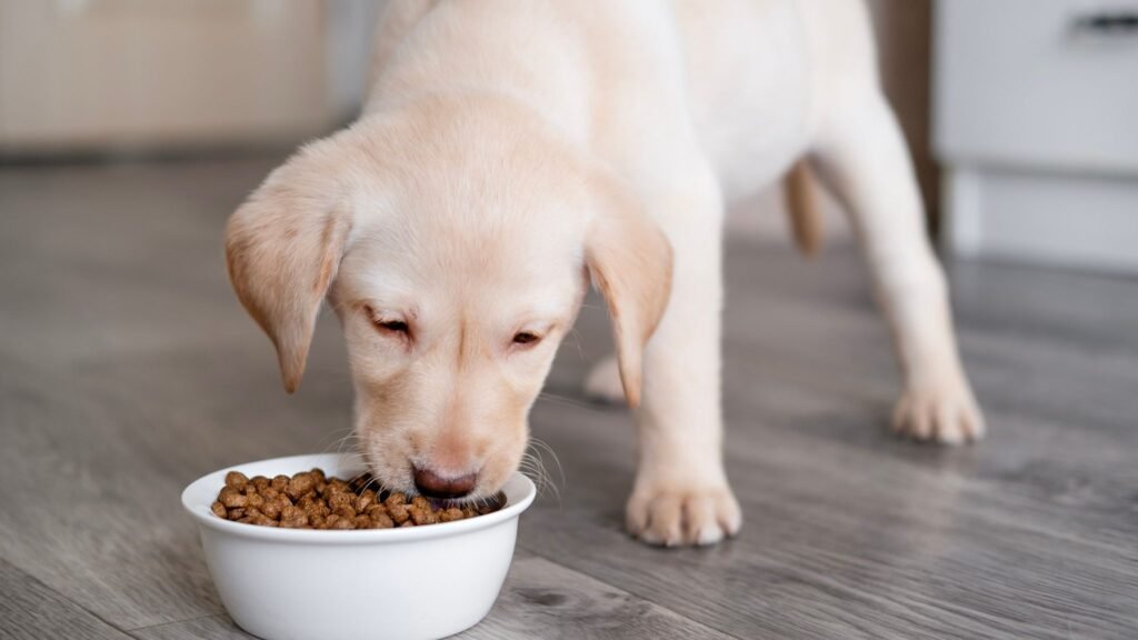 Alimentação sem grãos não é igual para todos os pets. (Foto: Aida Makhmudova via Canva)