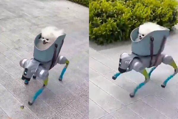 Robô autônomo leva cachorro para passeio e impressiona pela precisão (Imagem: Reprodução/ Redes sociais)