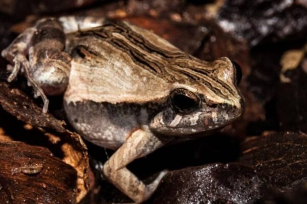 Agrotóxicos à base de glifosato representam risco para anfíbios e ecossistemas aquáticos. (Imagem: UFPR/ Divulgação)