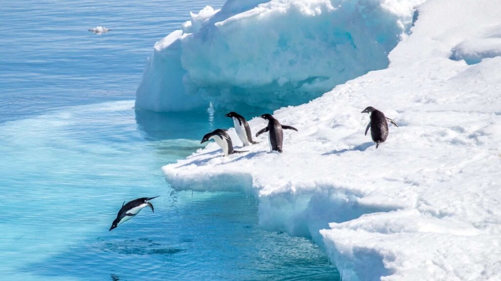 Ventos intensos e calor oceânico aceleram transformação climática extrema na Antártida. (Imagem: Getty Images via Canva)
