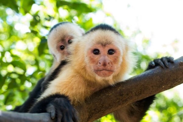 Mudanças climáticas aumentam disputa por alimento entre animais que vivem em grupo. (Imagem: Getty Images via Canva)