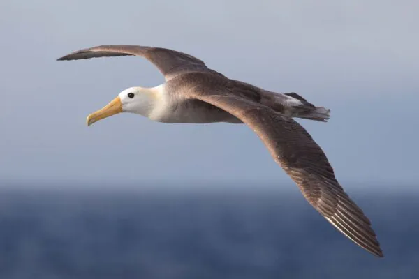 Aves marinhas percorrem distâncias maiores após perda acelerada de habitats oceânicos. (Imagem: Getty Images via Canva)