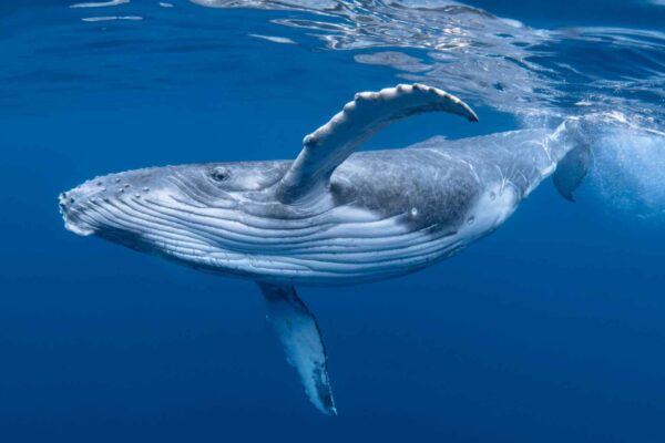 Baleia jubarte cruzou oceanos e estabeleceu novo recorde de migração impressionante. (Imagem: Getty Images via Canva)